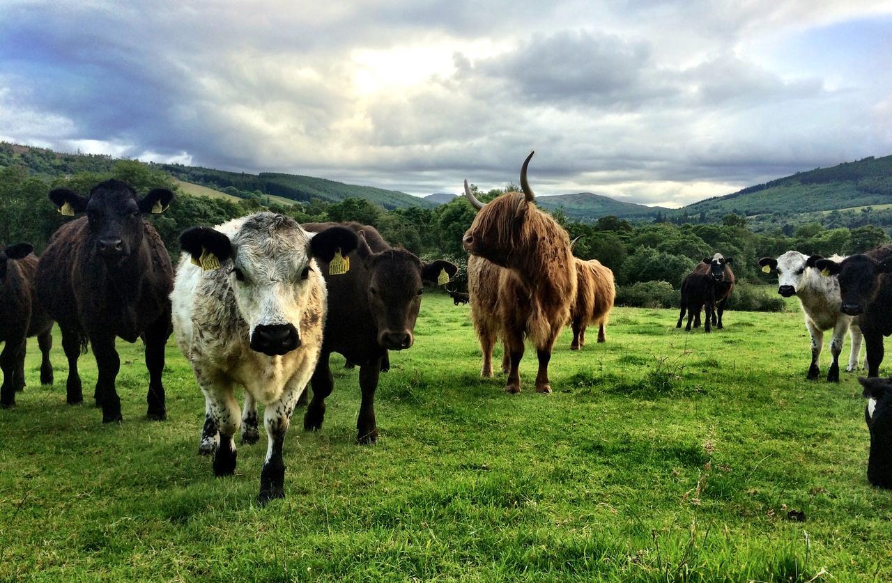 Drumbuie Farm B&B Drumnadrochit Eksteriør billede