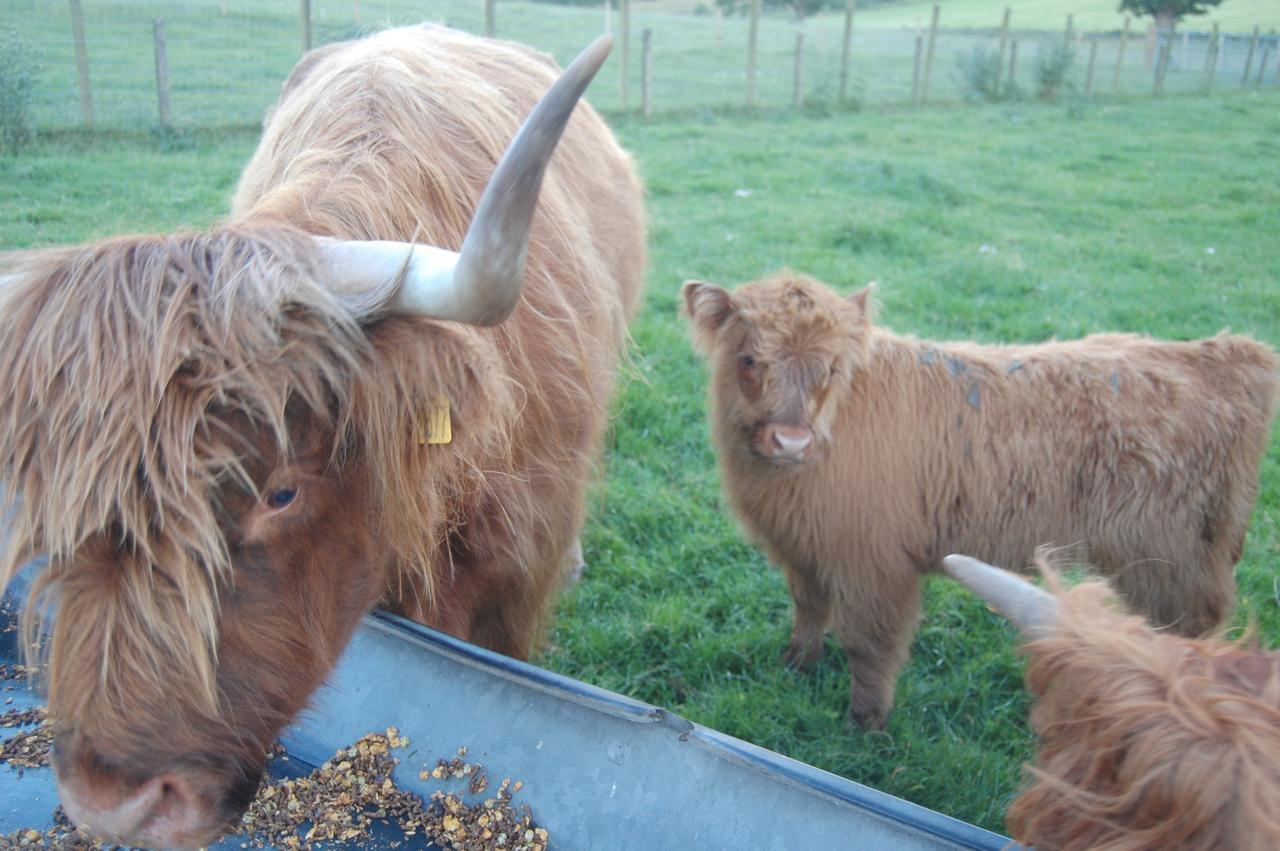 Drumbuie Farm B&B Drumnadrochit Eksteriør billede